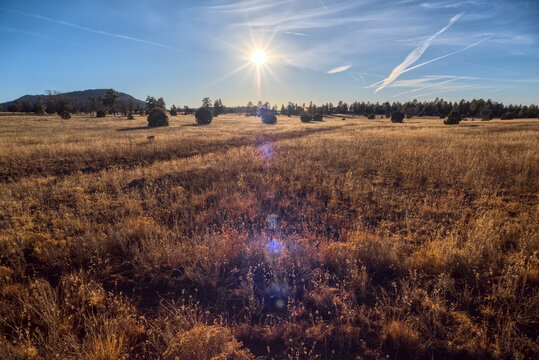 Golden grassland prairie near sundown, Coconino National Forest, Arizona