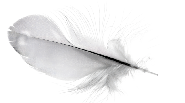 Feather in Detail: A delicate, detailed, pristine single white feather with soft edges, and the subtle play of light creates an elegant and pure aesthetic.