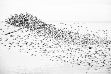 Starling murmuration at sunset, as seen from the Brighton Beach, City of Brighton and Hove, East Sussex, England