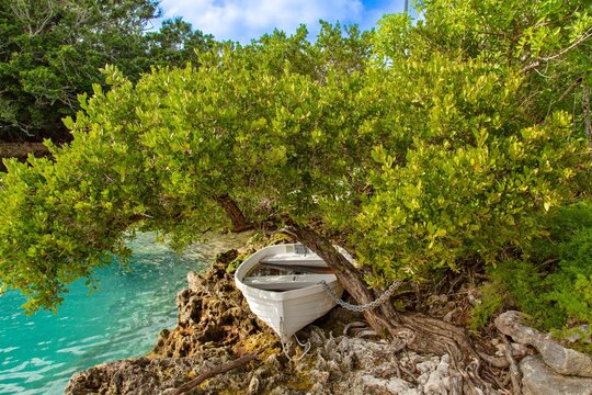 Rowing boat chained to a tree, Tucker's Town, Bermuda