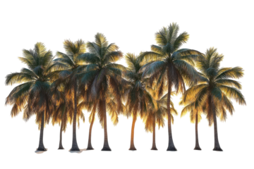 A Serene Grove Of Palm Trees Bathed In The Warm Golden Light Of Sunset, Creating A Tranquil And Idyllic Tropical Scene Isolated on Transparent Background