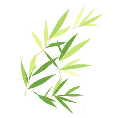bamboo leaves isolated on white background