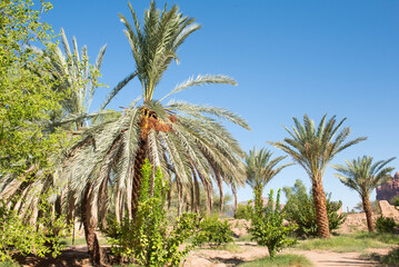 Date palm grove in the oasis of AlUla, Medina Province