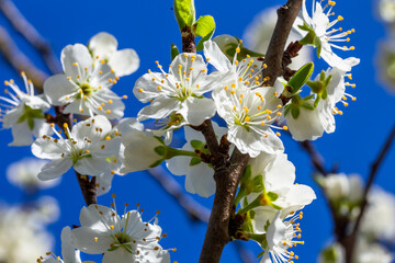Blühender Pflaumenbaum im Nutzgarten