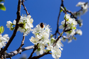 Blühender Pflaumenbaum im Nutzgarten. Bienen und Hummeln werden vom süßen Duft angelockt
