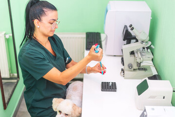 Veterinarian preparing blood test for dog in clinic