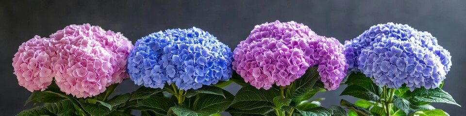 Obraz premium Four Vibrant Hydrangea Flowers in Varying Shades of Blue and Purple, on solid Background