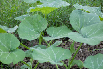Fototapeta premium Pumpkin plants growing in field, Pumpkin plant in field ready to harvesting