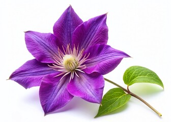 Minimalist Clematis Bloom: Single Purple Flower on White Background