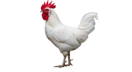 Isolated White Rooster