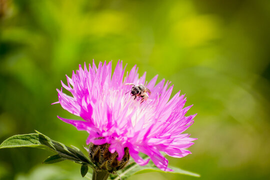 bee on pink flower