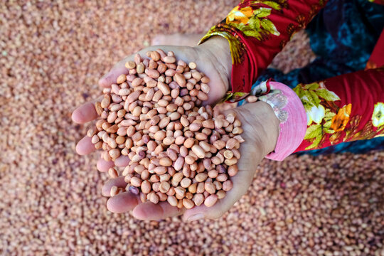 Peanut production factory, workers sorting peanuts by size and quality, Tan Chau