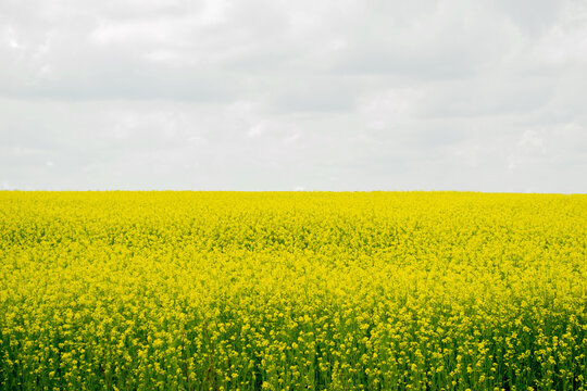 yellow rape field