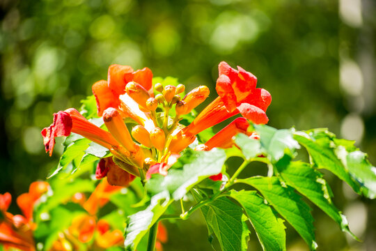 red and yellow flowers