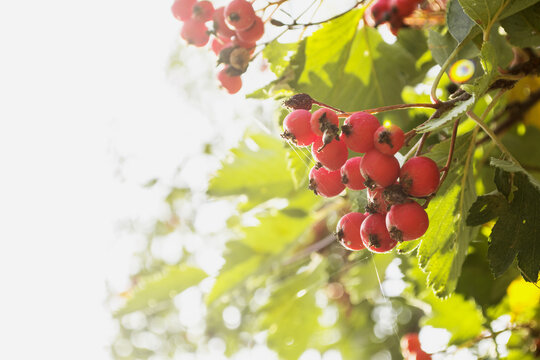 red berries on a tree