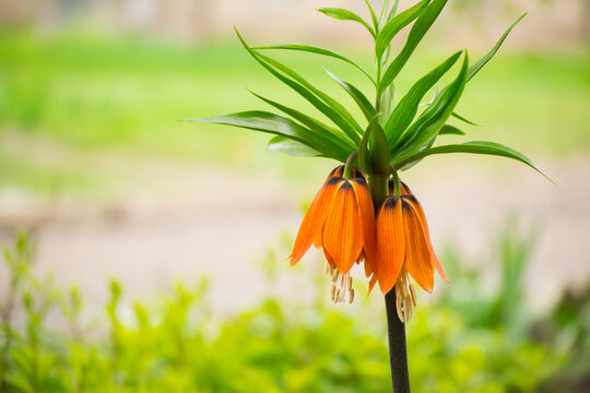orange lily flower