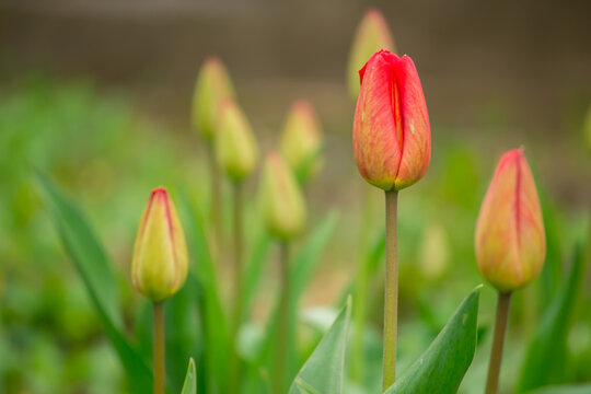red tulip flower