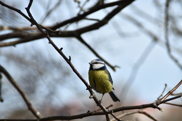 A little and cute blue tit is sitting on a tree branch in nature in sunny spring day.
