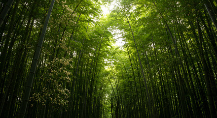 Serene Bamboo Forest Canopy with Flowering Branches, Natural Light Streaming Through