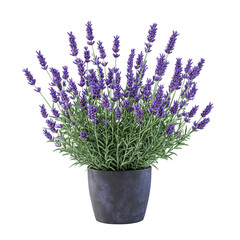 Fototapeta premium 3D Small Indoor Lavender Plant with Vibrant Purple Isolated on Transparent Background
