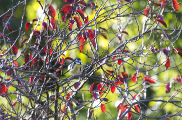 great tit on a branch with red leaves and a green background, blue tit on a tree, red and green...