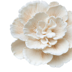 Close up view of white oyster mushrooms showcasing natural texture and elegance