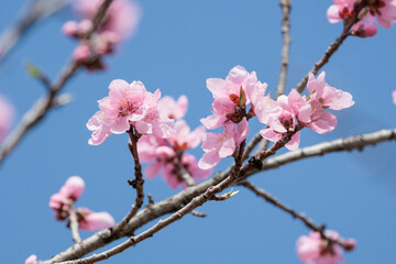 早春の早咲きは満開の河津桜