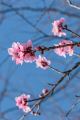 早春の早咲きは満開の河津桜
