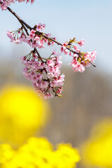 早春の早咲きは満開の河津桜