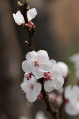 春の訪れを告げる梅の花