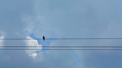 bird perched on a cable road with a bright blue sky background