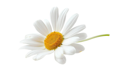 Obraz premium White daisy flower blooming with transparent background