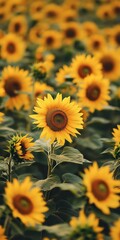 Fototapeta premium Sunflower Field in Bloom: A vibrant close-up view captures a sunflower field in full bloom under a natural outdoor atmosphere, the bright yellow petals showcasing natural beauty