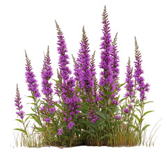 Blooming Purple Loosestrife Plants Isolated on Transparent Background