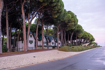 Obraz premium Coastal houses among tall pine trees at dusk