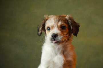 Adorable puppy having its adoption images. 