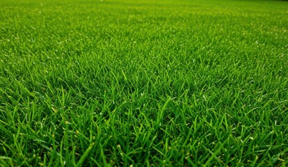 Obraz premium Close-up of vibrant green grass in sunny park, representing nature, sustainability, and outdoor activities.
