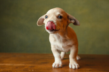 Adorable puppy having its adoption images. 