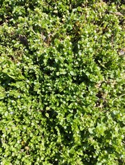 Chickweed plants covering ground in dense growth