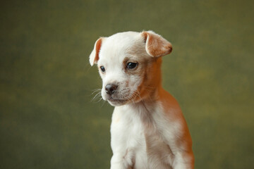 Adorable puppy having its adoption images.