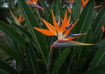 鮮やかオレンジの極楽鳥花 緑葉とのコントラスト美しい