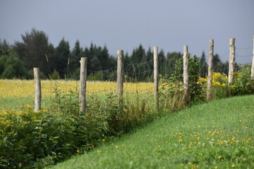 Fototapeta premium A field in spring, Sainte-Apolline, Québec, Canada