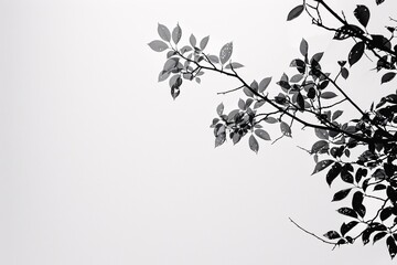 Tree branch with leaves is reaching across a blank sky in black and white