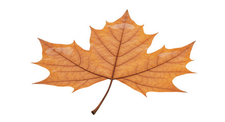 Isolated Autumn Maple Leaf