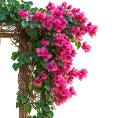 A Bright Bougainvillea Vine with Magenta Flowers Isolated on Transparent Background