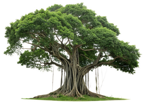 Majestic Banyan Tree PNG – Transparent Background for Versatile Design - Powered by Adobe