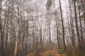 leśna droga,mgła 