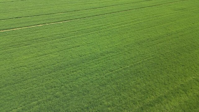 Aerial view of a vibrant green agricultural field with young crops, showing parallel lines and rich texture of cultivated land in spring