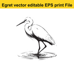 Vector Egret or Heron, standing and flyind