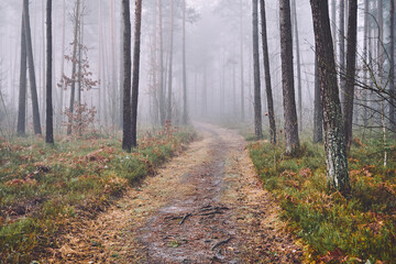 leśna droga,mgła 